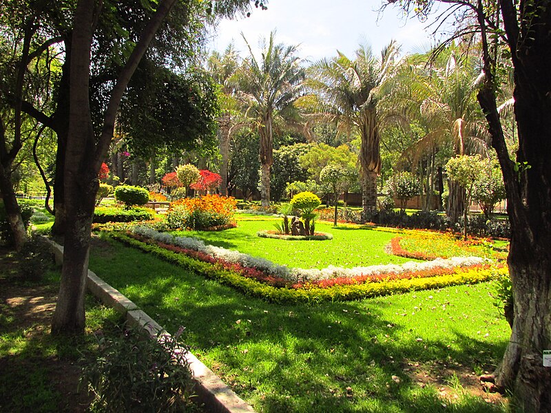 Palmeras Jardín Botánico Martín Cárdenas Cochabamba